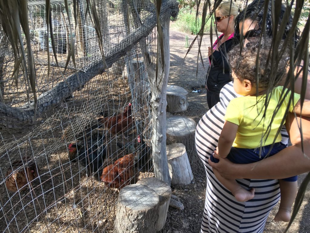 Checking out the chickens at Singh Farms